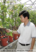 Missouri State University research professor Wenping Qiu works in Mountain Grove to produce grapevines free of major viruses.