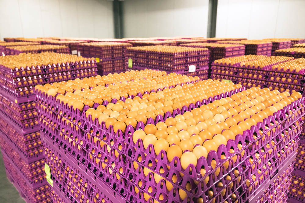 WHOLESALE READY: Pallets of 900 dozen eggs apiece wait to be washed and placed in cartons.