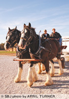 Shawn and Mitzi Gordon bought their first draft horses in 1999 as pets. A decade later, their business, Shires for Hires, is going strong offering horse-drawn carriage rides.