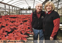Wickman's Garden Village sells about 10,000 poinsettias in varying colors during the holiday season, according to owners Glenn and Donna Kristek.