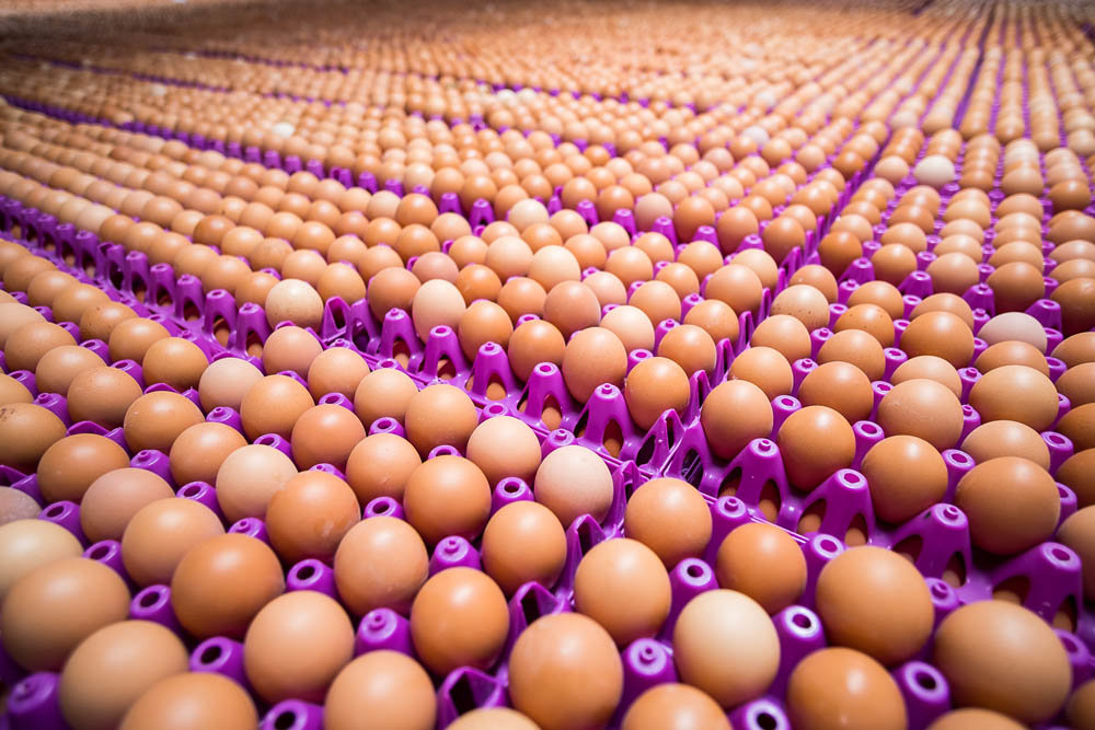 Pasture-raised eggs make up 3 percent of all eggs sold, but Vital Farms dominates the market.
