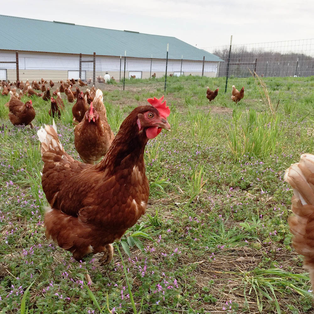 Hens at Buckskin Acres Farm in Buffalo produce 9,000 eggs daily.