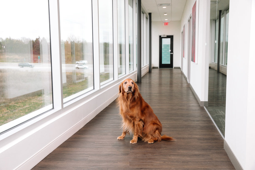 Dexter, the Olsons’ dog, has been an office staple for seven years and patients often ask for him to visit them. He roams the hallway of administrative offices on the second floor, which overlooks Highway 65. Olson says her husband noticed the land for sale several years ago and thought the visibility from the highway and development opportunities in this corridor made it a prime location. The building was completed in November 2020.