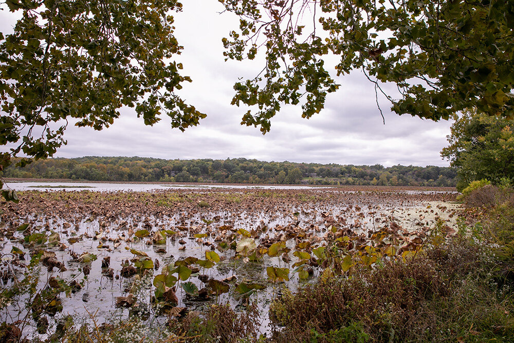 Silt threatens to turn Lake Springfield into a wetlands in 20-50 years.
